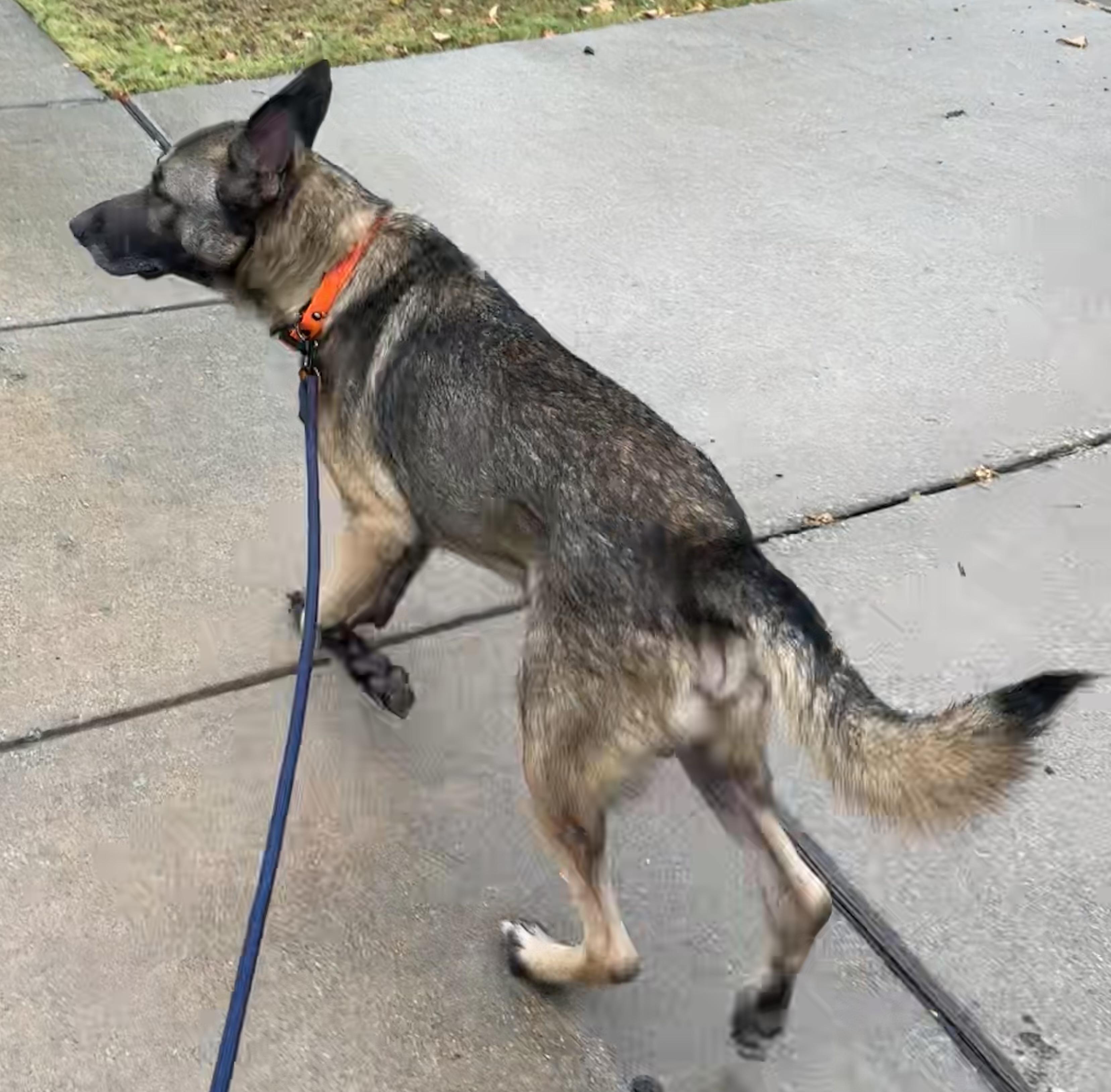 Enlarge Rocco, a Adoptable German Shepherd Dog in Dallas, TX image 5/6