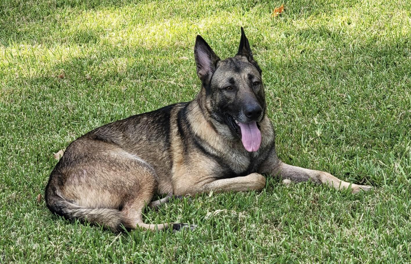 Enlarge Rocco, a Adoptable German Shepherd Dog in Dallas, TX image 2/6