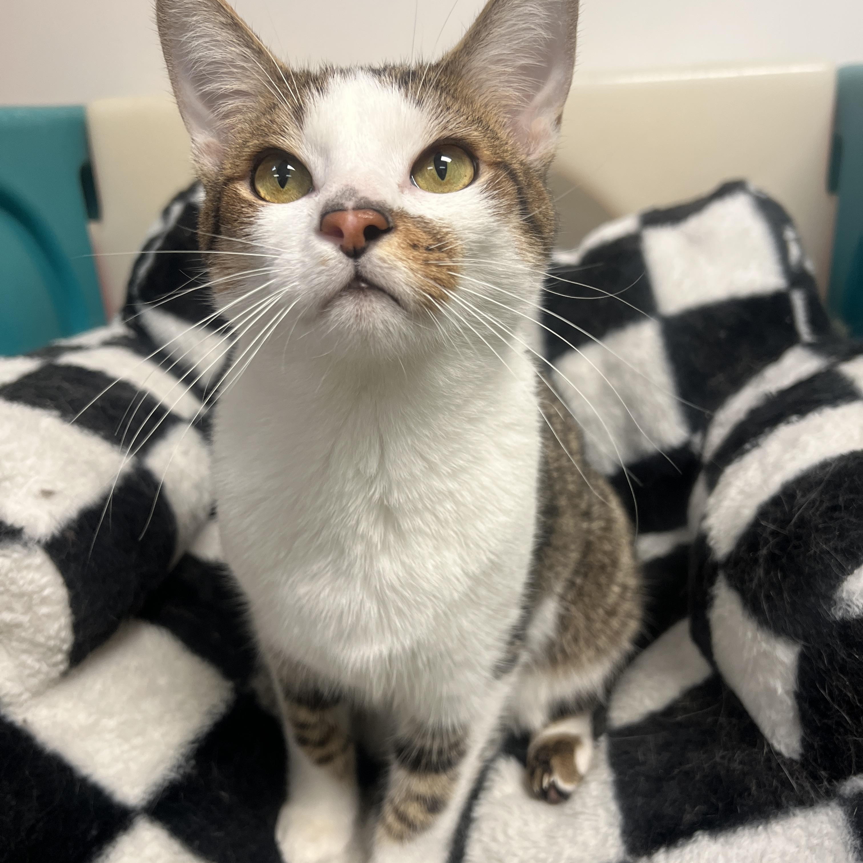 Ray, a ADOPTABLE Domestic Short Hair in Frankenmuth, MI image 3/5