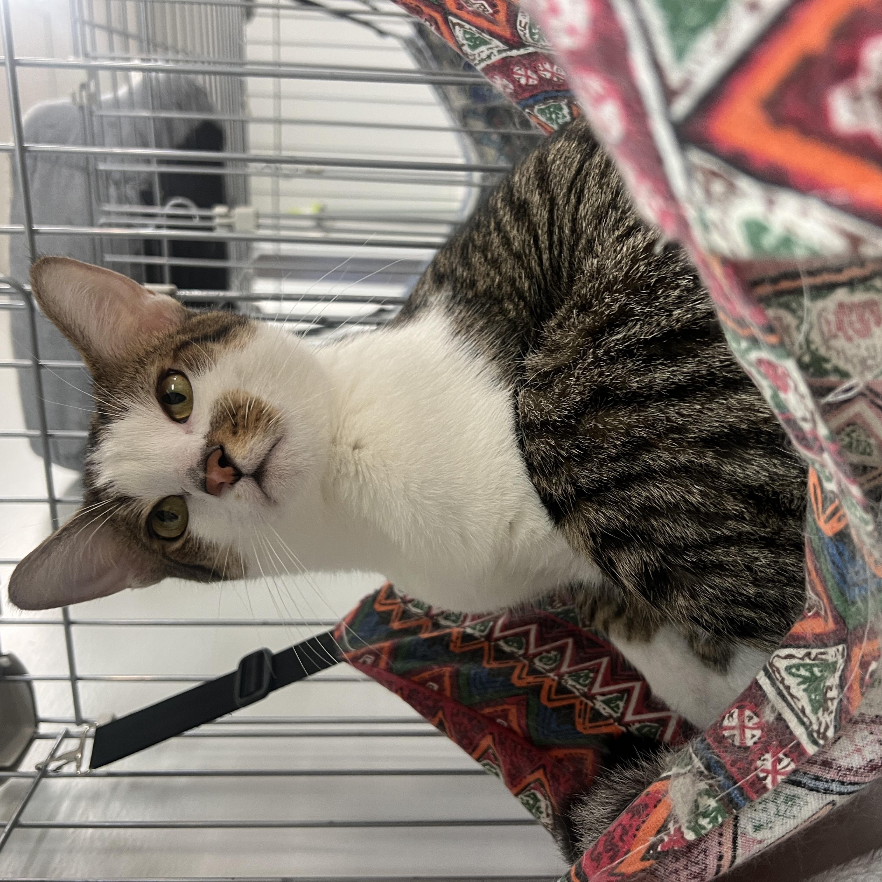 Ray, a ADOPTABLE Domestic Short Hair in Frankenmuth, MI image 5/5