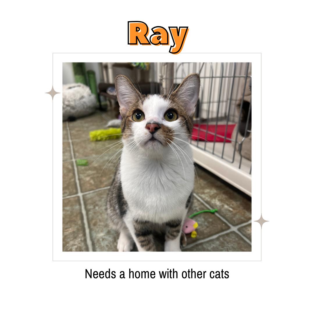 Ray, ADOPTABLE, Young Male Domestic Short Hair.