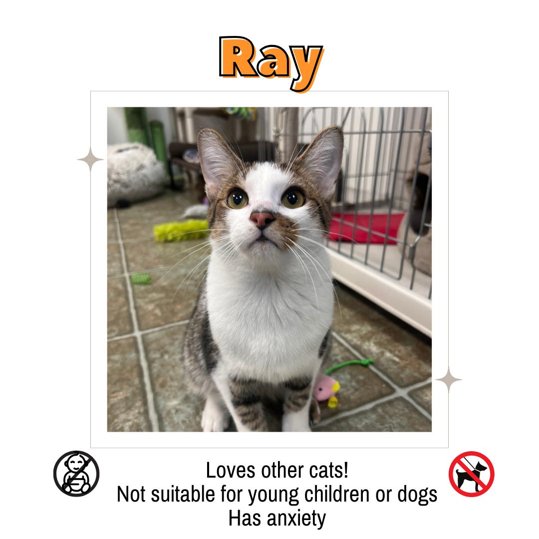 Enlarge Ray, a Adoptable Domestic Short Hair in Frankenmuth, MI image 1/5