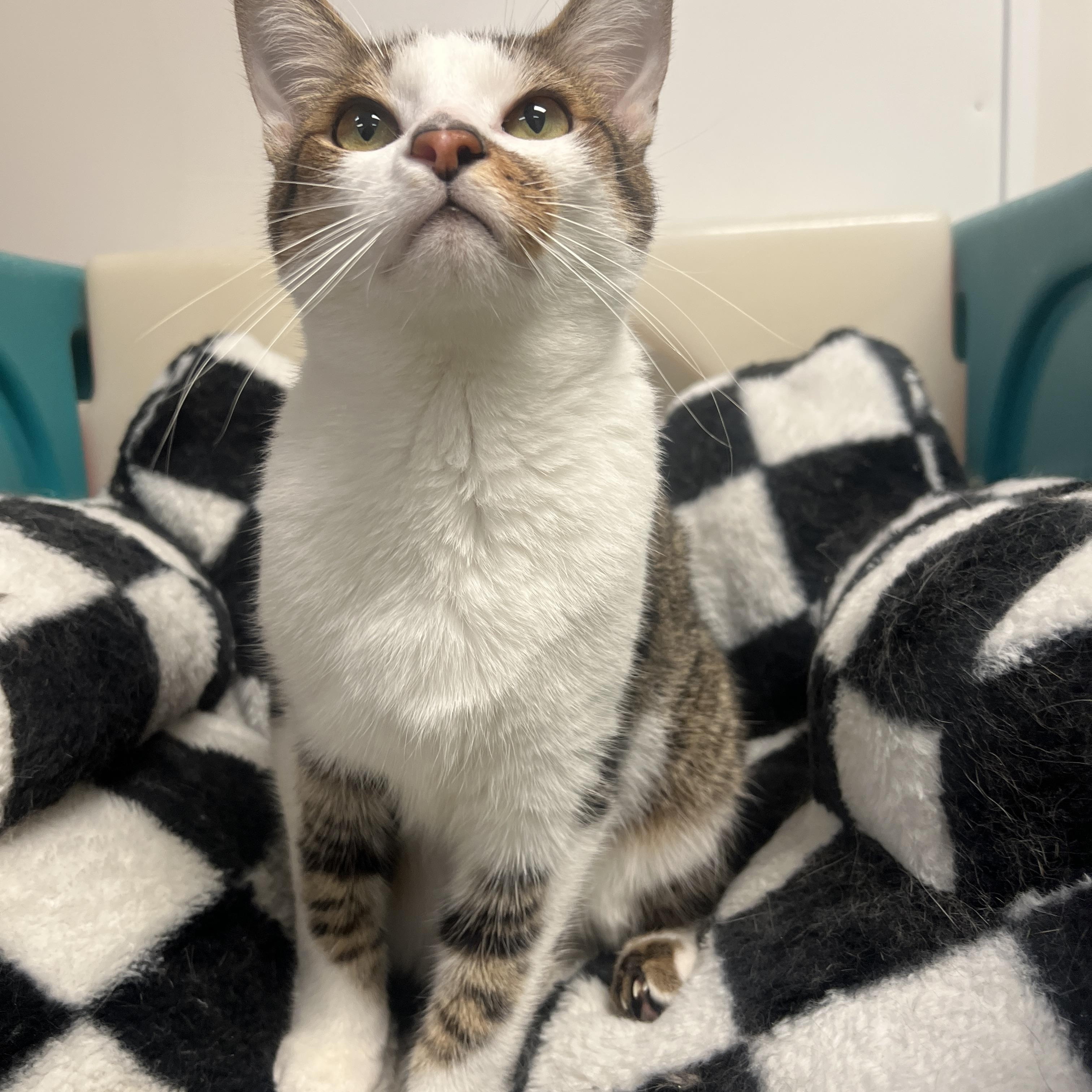 Ray, a ADOPTABLE Domestic Short Hair in Frankenmuth, MI image 4/5