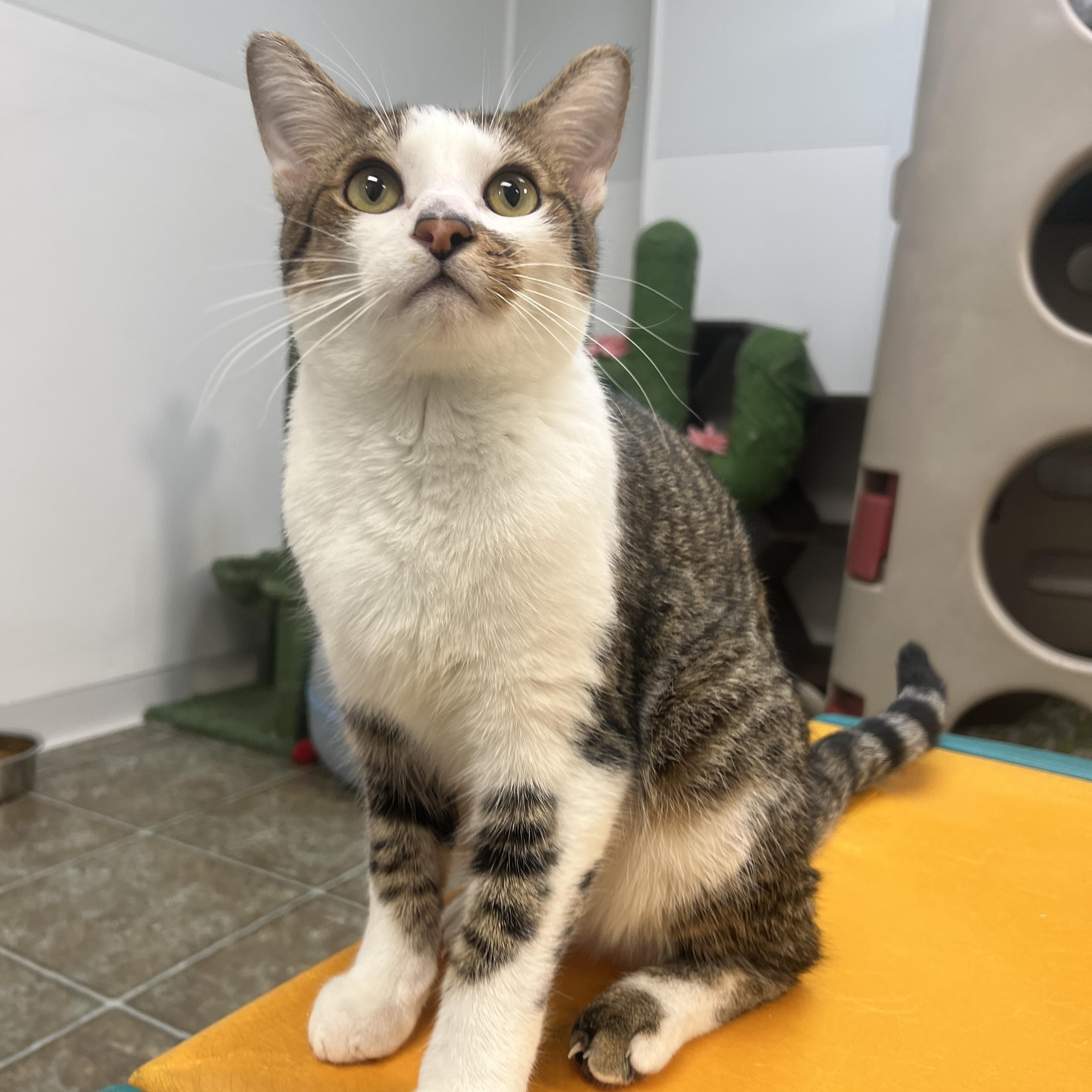 Ray, a ADOPTABLE Domestic Short Hair in Frankenmuth, MI image 2/5