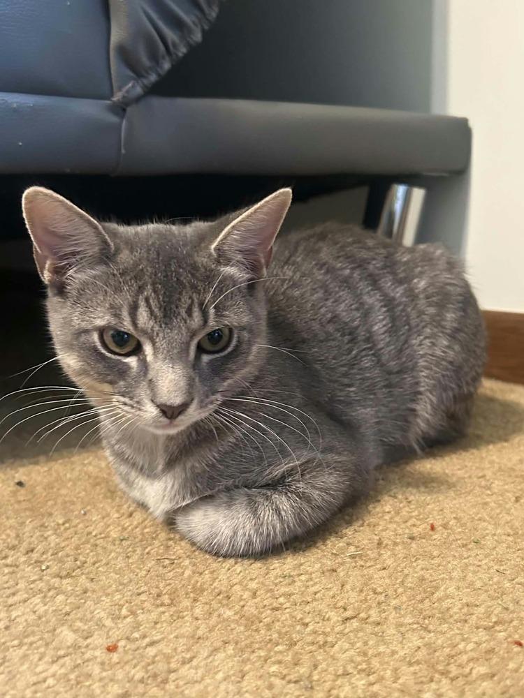 Bandit bonded with Smokey, Adoptable, Kitten Male American Shorthair.