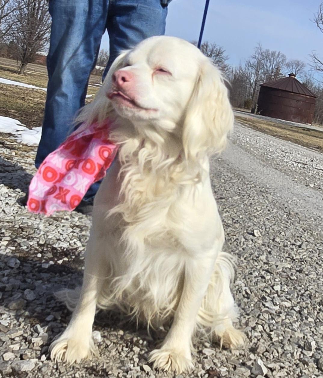 Enlarge Taz, a ADOPTABLE mixed breed in Terre Haute, IN image 2/5