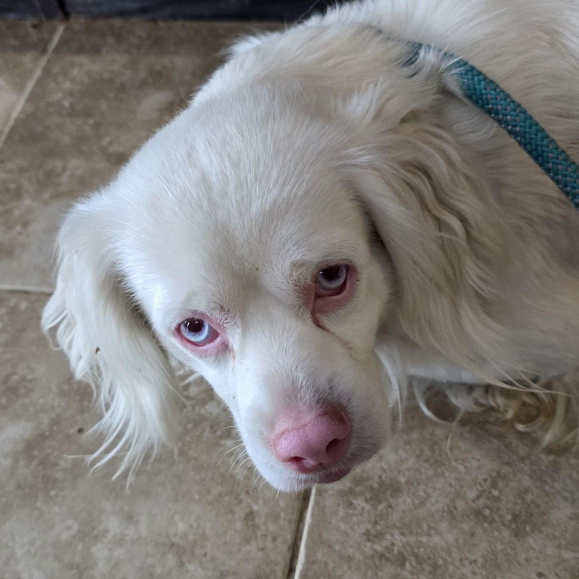 Enlarge Taz, a ADOPTABLE mixed breed in Terre Haute, IN image 3/5