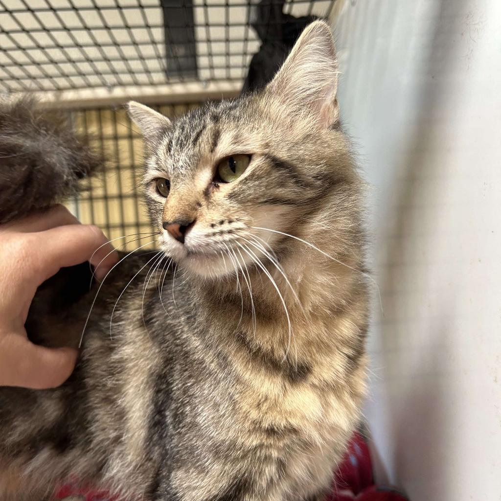 Enlarge Mabel, a Adoptable Domestic Long Hair in Graham, TX image 6/6