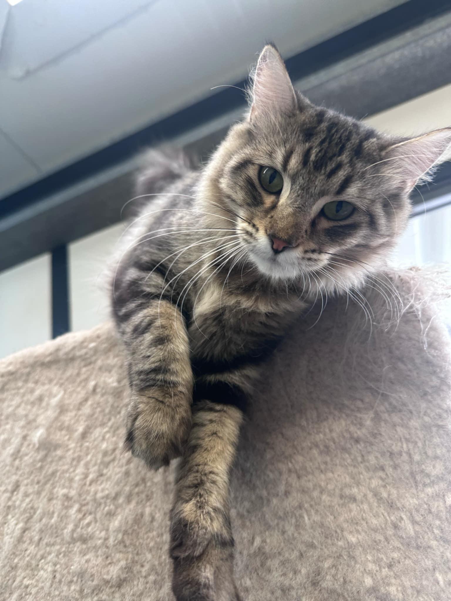 Enlarge Mabel, a Adoptable Domestic Long Hair in Graham, TX image 2/6