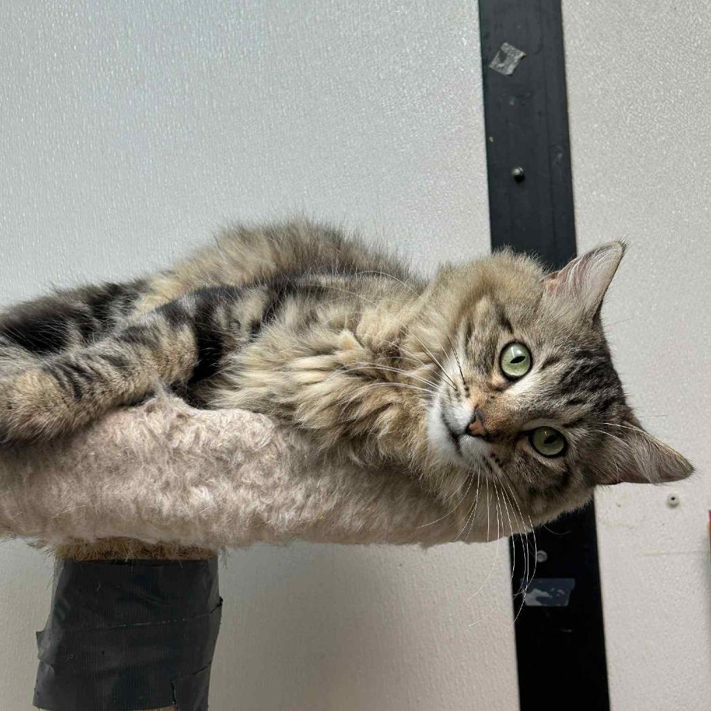 Mabel, Adoptable, Adult Female Domestic Long Hair.