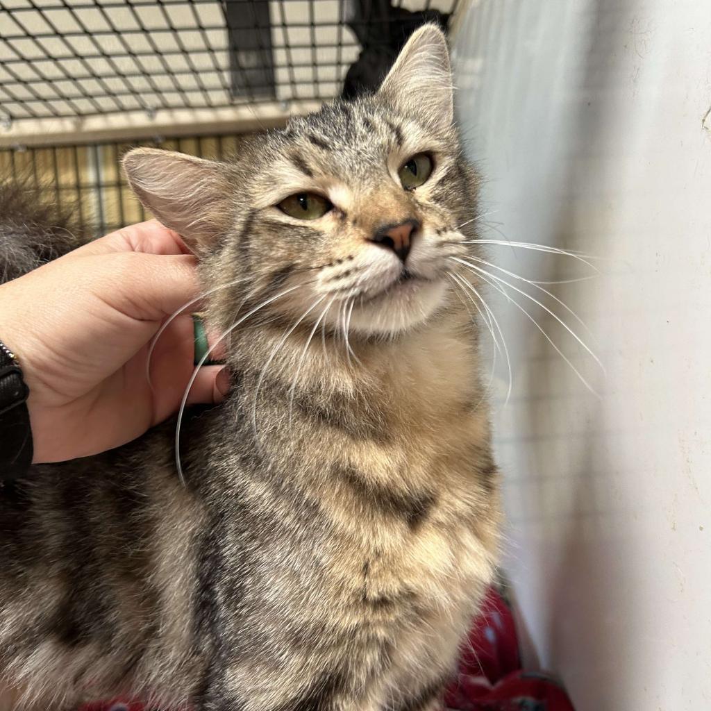 Enlarge Mabel, a Adoptable Domestic Long Hair in Graham, TX image 5/6