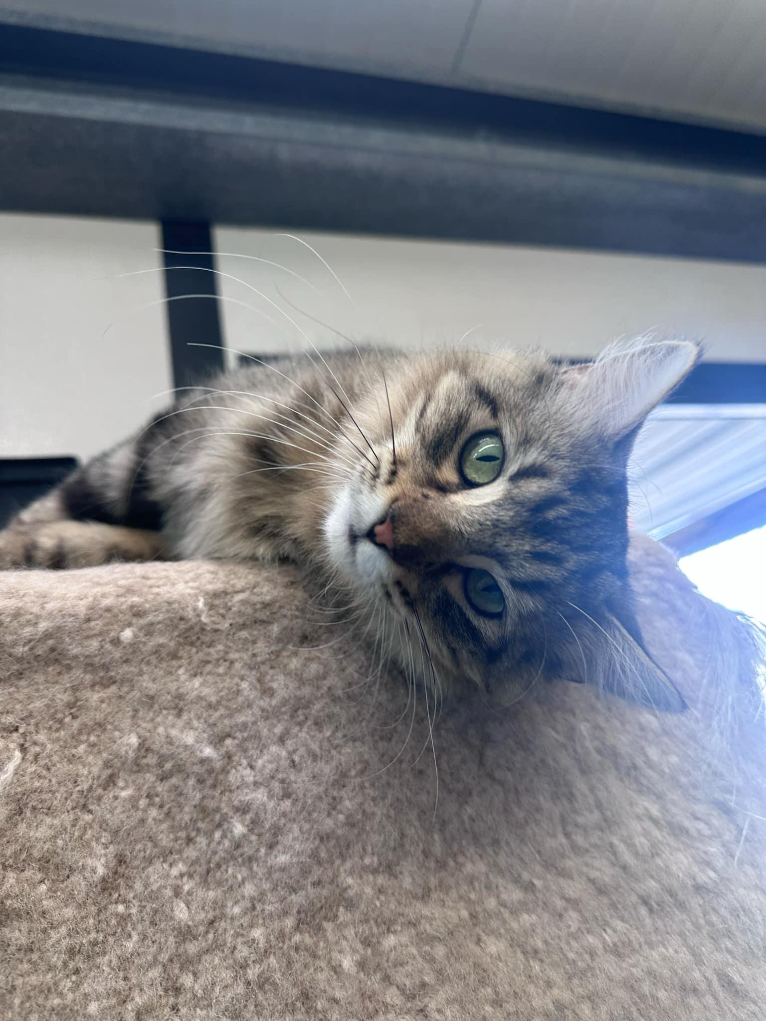 Enlarge Mabel, a Adoptable Domestic Long Hair in Graham, TX image 3/6