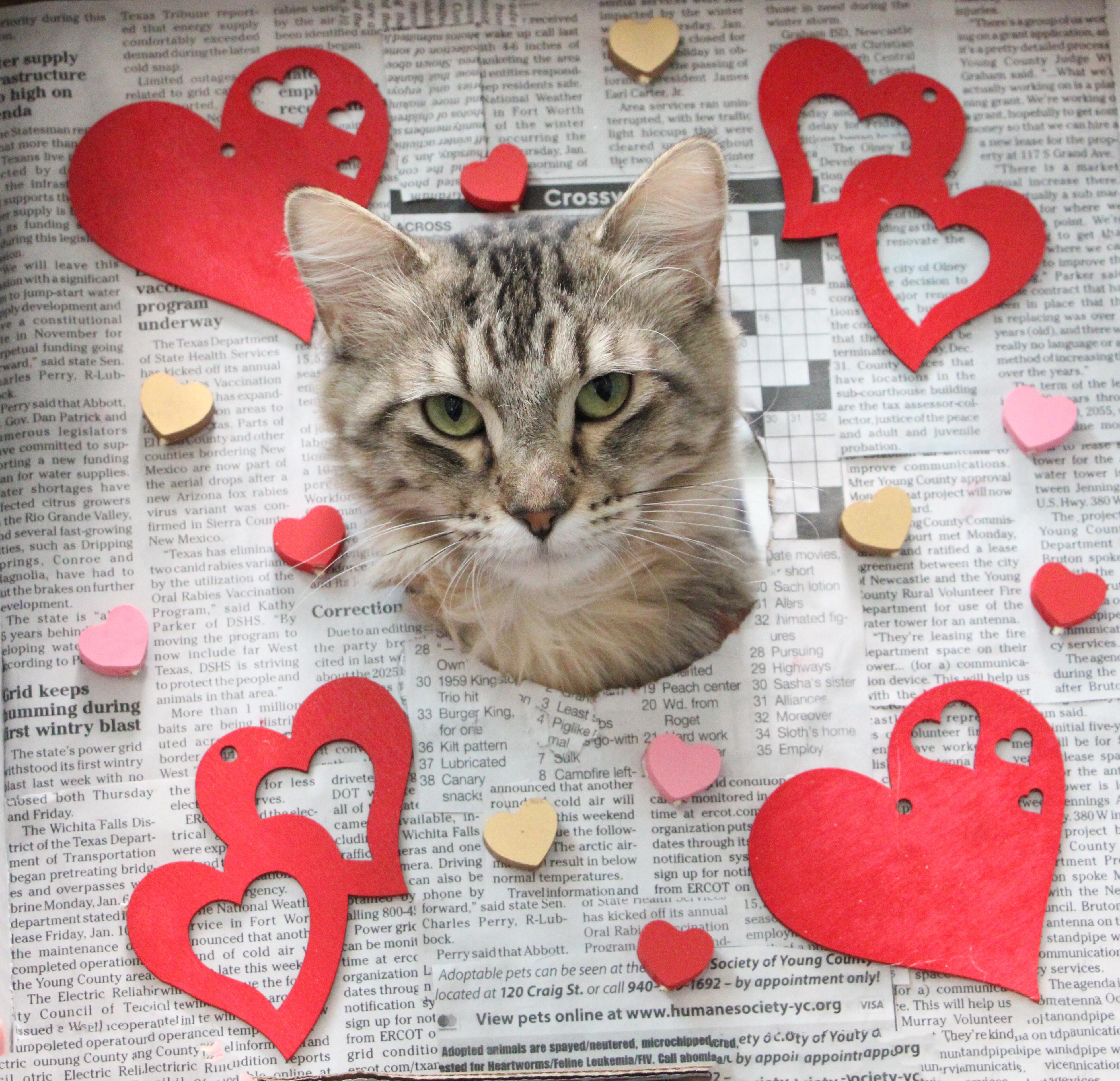 Enlarge Mabel, a Adoptable Domestic Long Hair in Graham, TX image 4/6