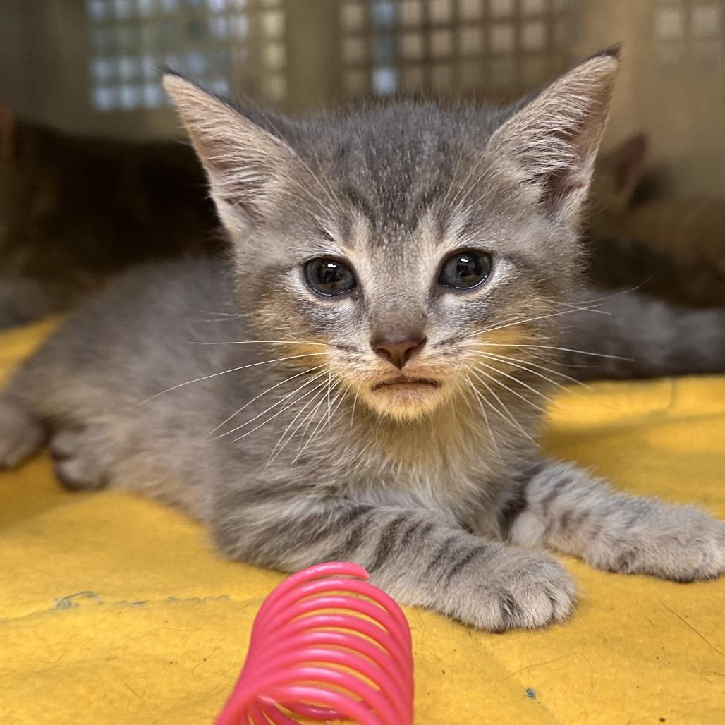 Greyson, Adoptable, Young Male Domestic Short Hair.