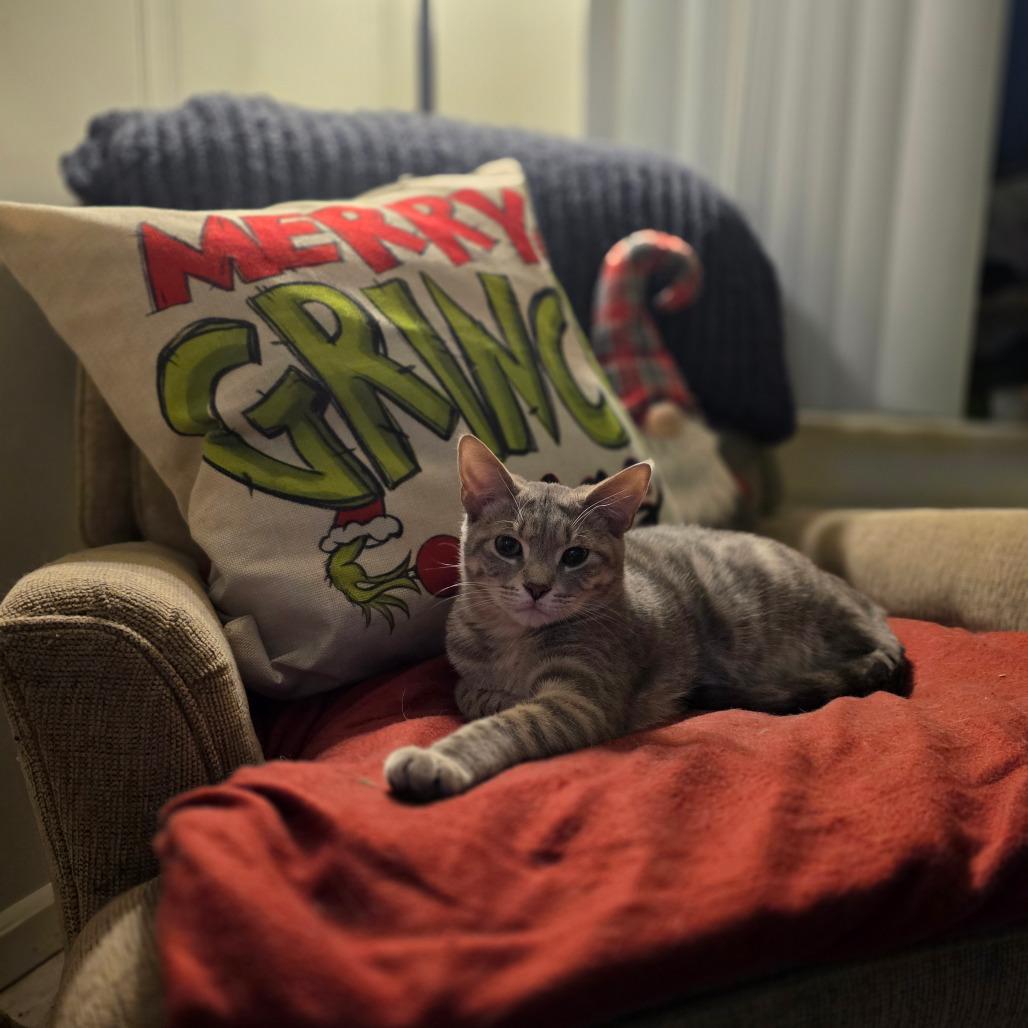Enlarge Greyson, a Adoptable Domestic Short Hair in Mount Vernon, IN image 2/2