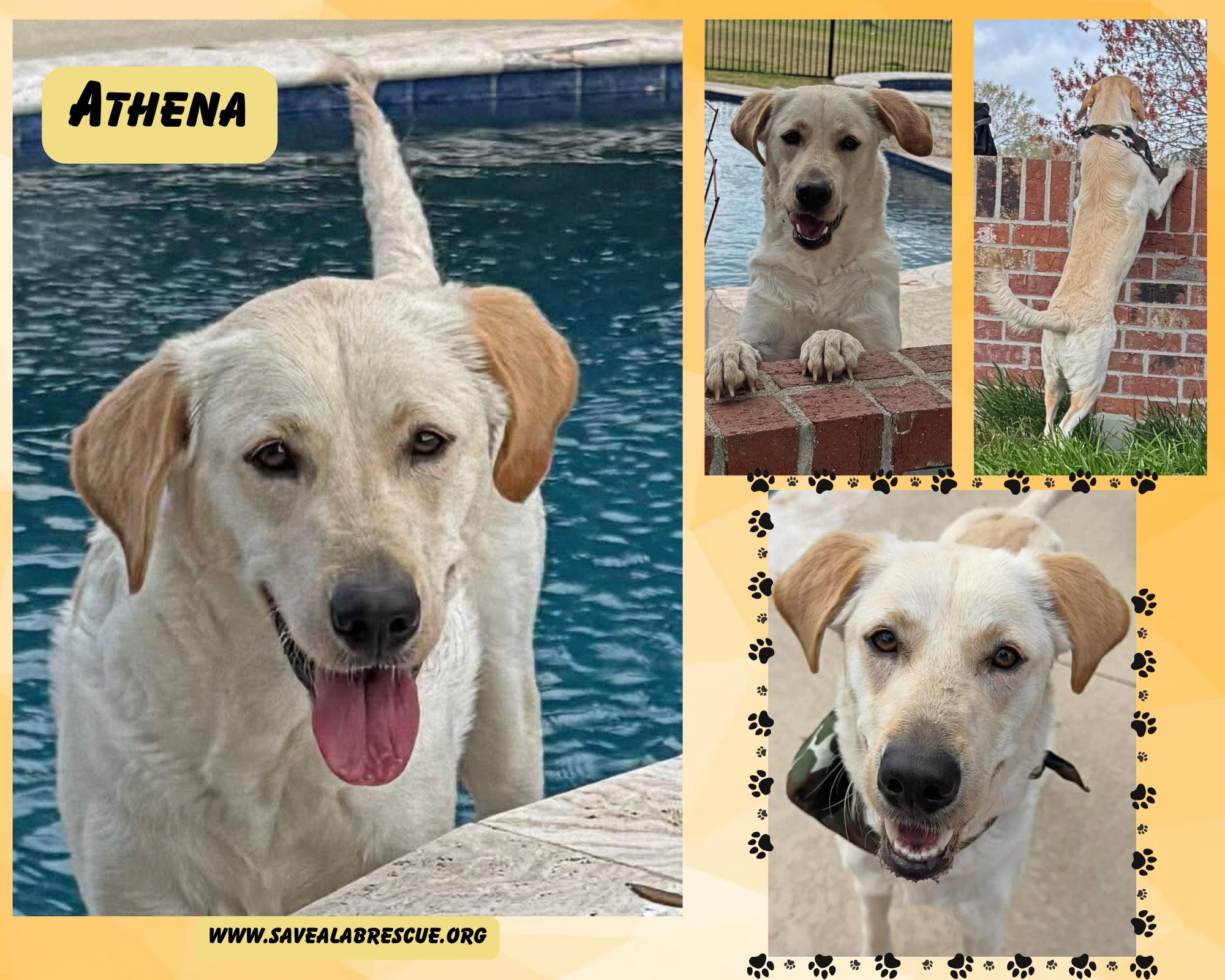 Athena, ADOPTABLE, Young Female Labrador Retriever & Yellow Labrador Retriever.