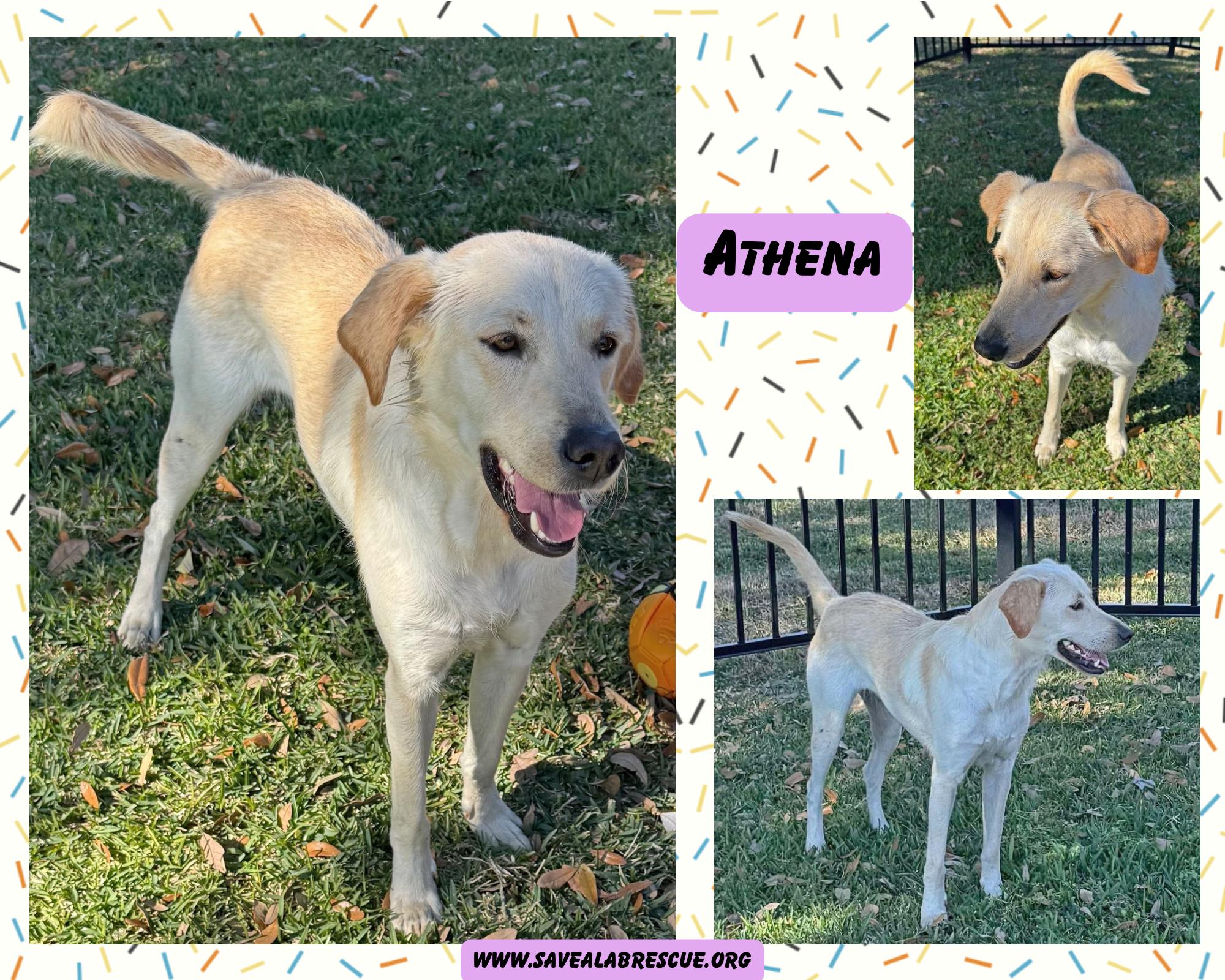 Athena, ADOPTABLE, Young Female Labrador Retriever & Yellow Labrador Retriever.