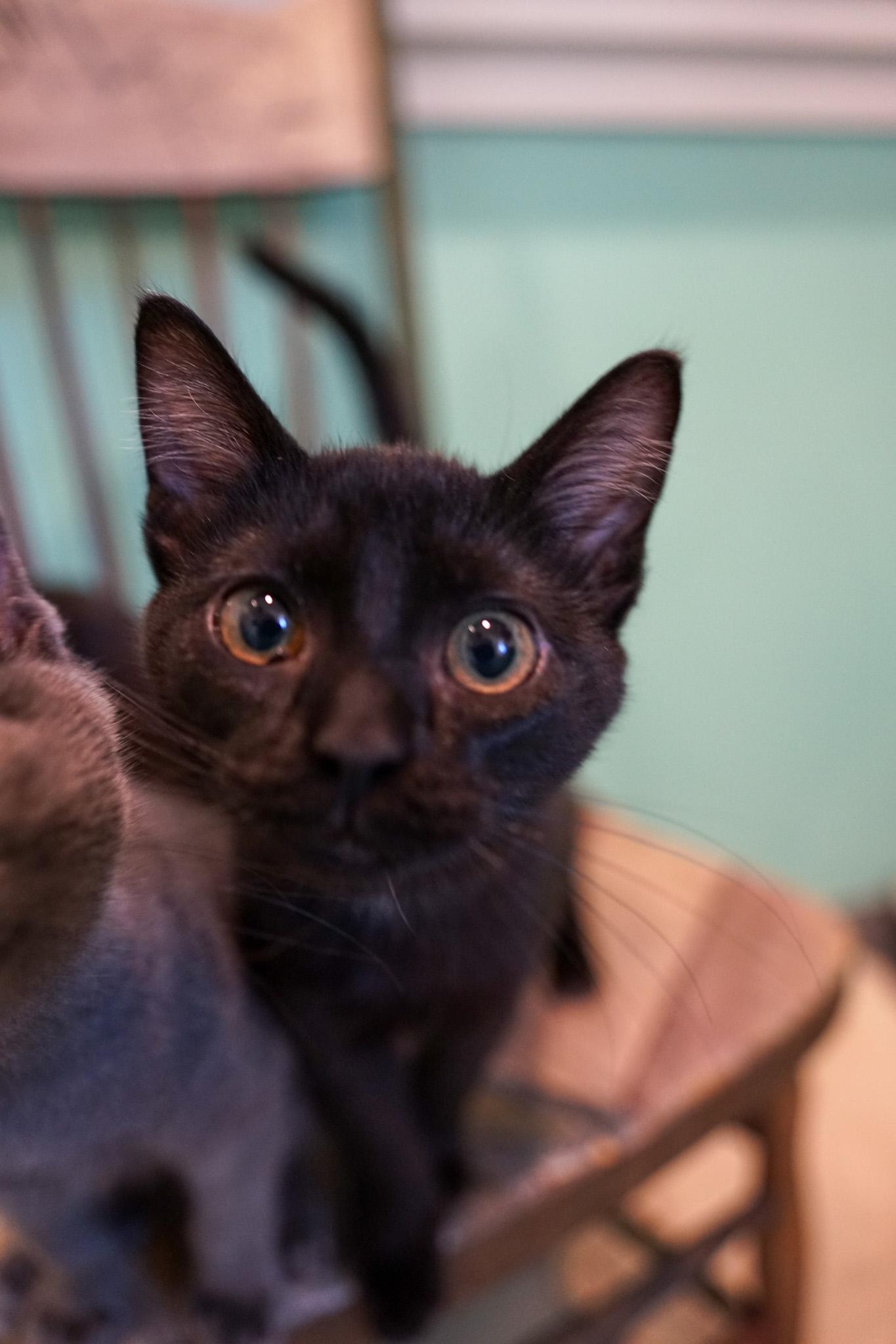 Applejack, Adoptable, Kitten Male Domestic Short Hair.