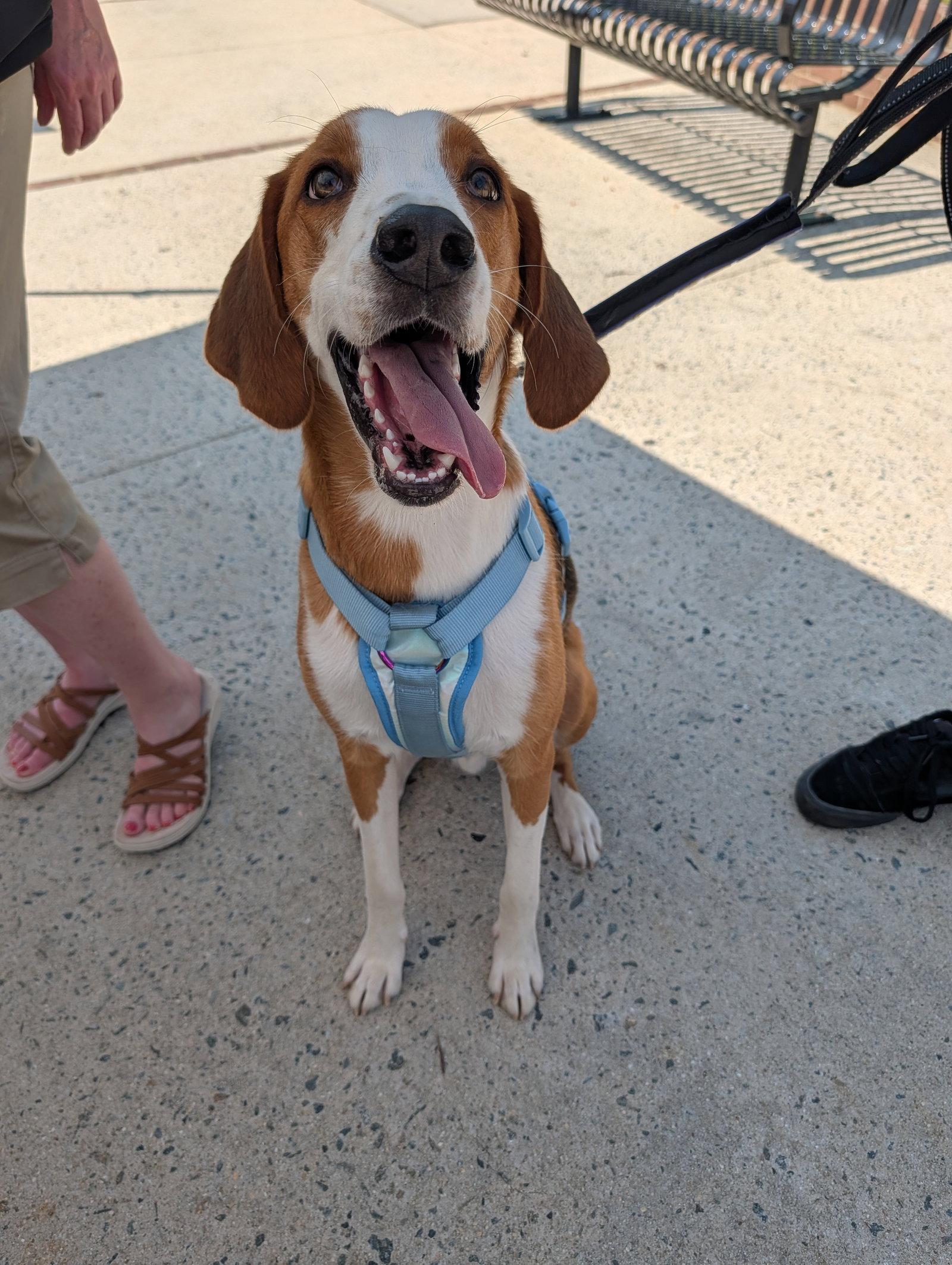 Enlarge Johnny, a Adoptable Hound in Roxboro, NC image 1/3