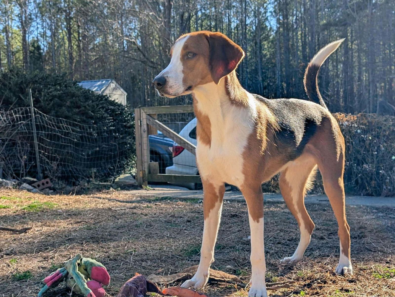 Enlarge Johnny, a Adoptable Hound in Roxboro, NC image 1/3
