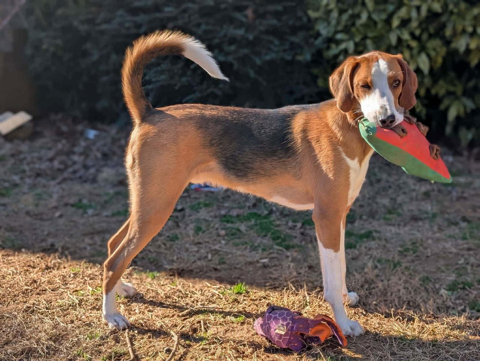 Enlarge Johnny, a Adoptable Hound in Roxboro, NC image 3/3