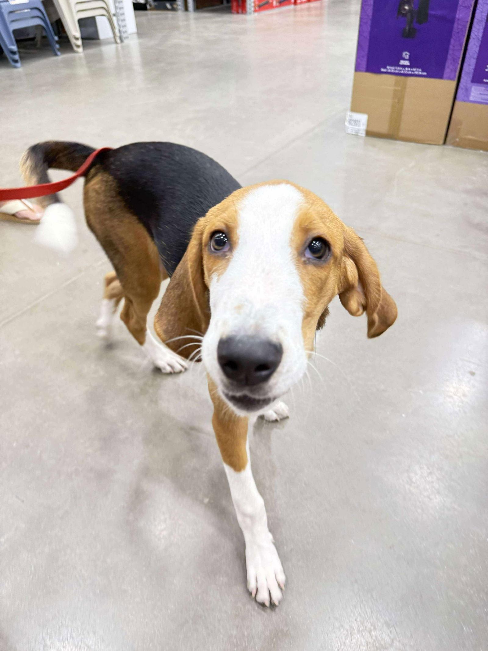 Johnny, Adoptable, Puppy Male Hound.