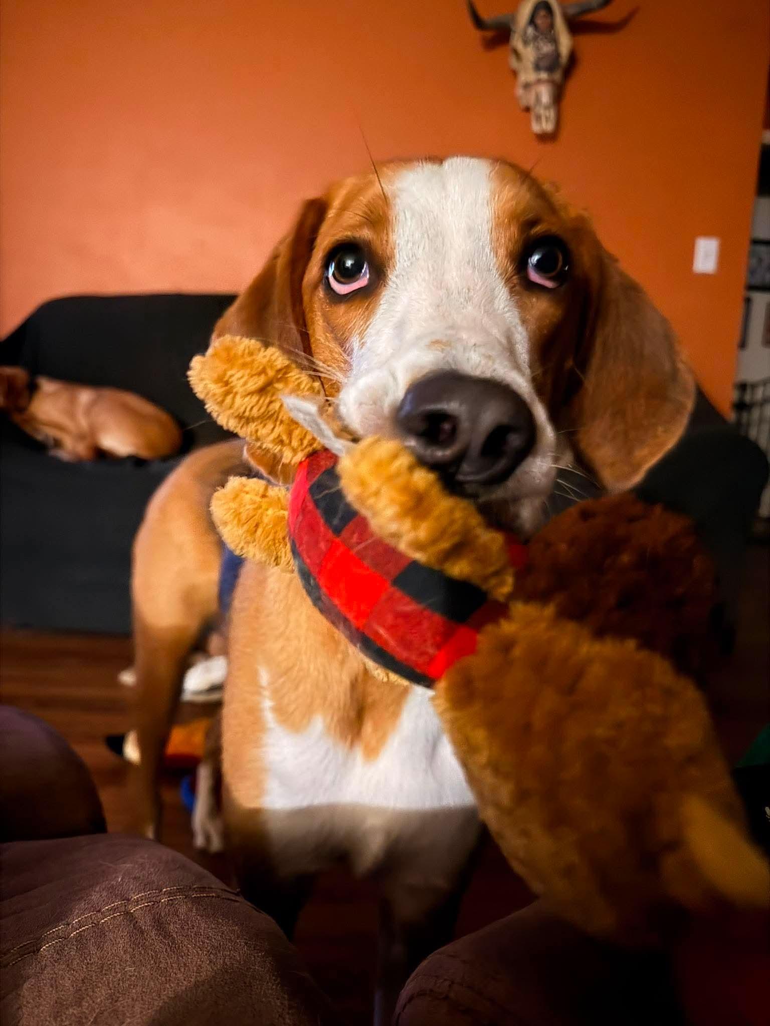 Enlarge Johnny, a Adoptable Hound in Roxboro, NC image 2/3