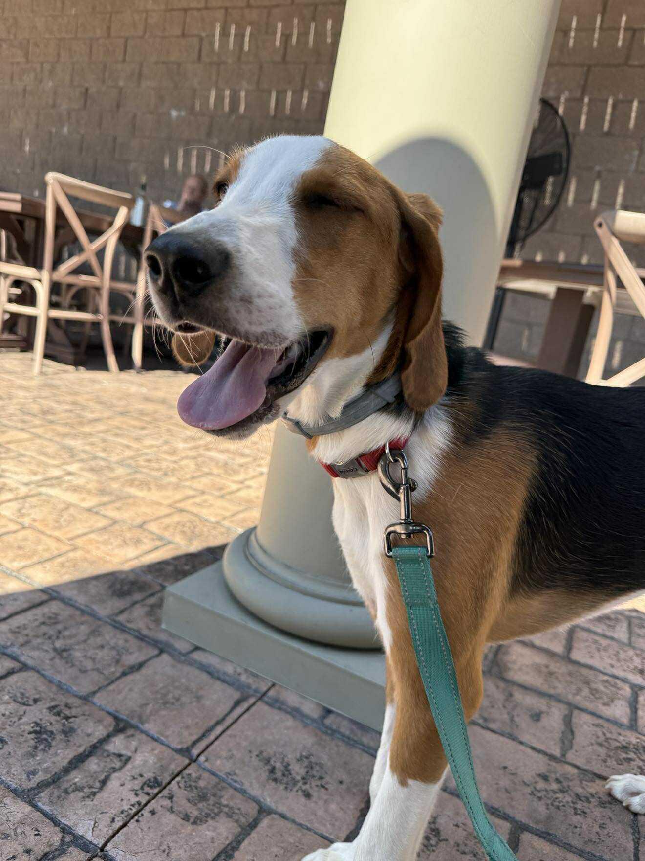 Enlarge Johnny, a Adoptable Hound in Roxboro, NC image 2/3