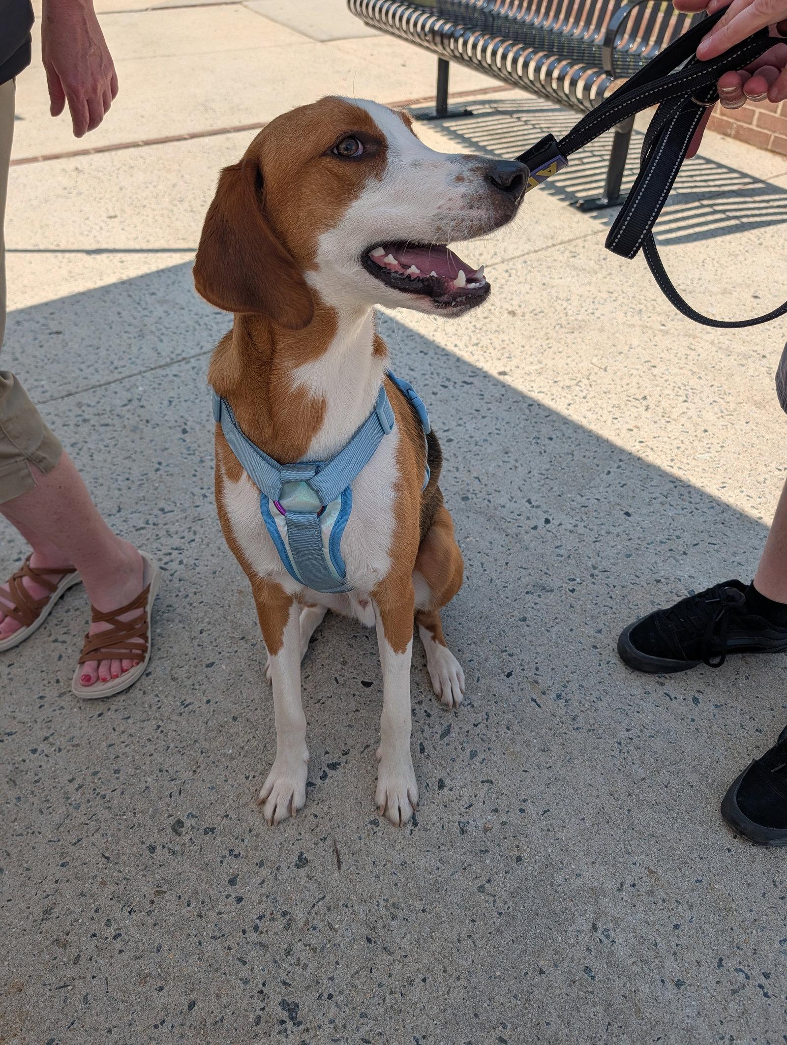 Enlarge Johnny, a Adoptable Hound in Roxboro, NC image 3/3