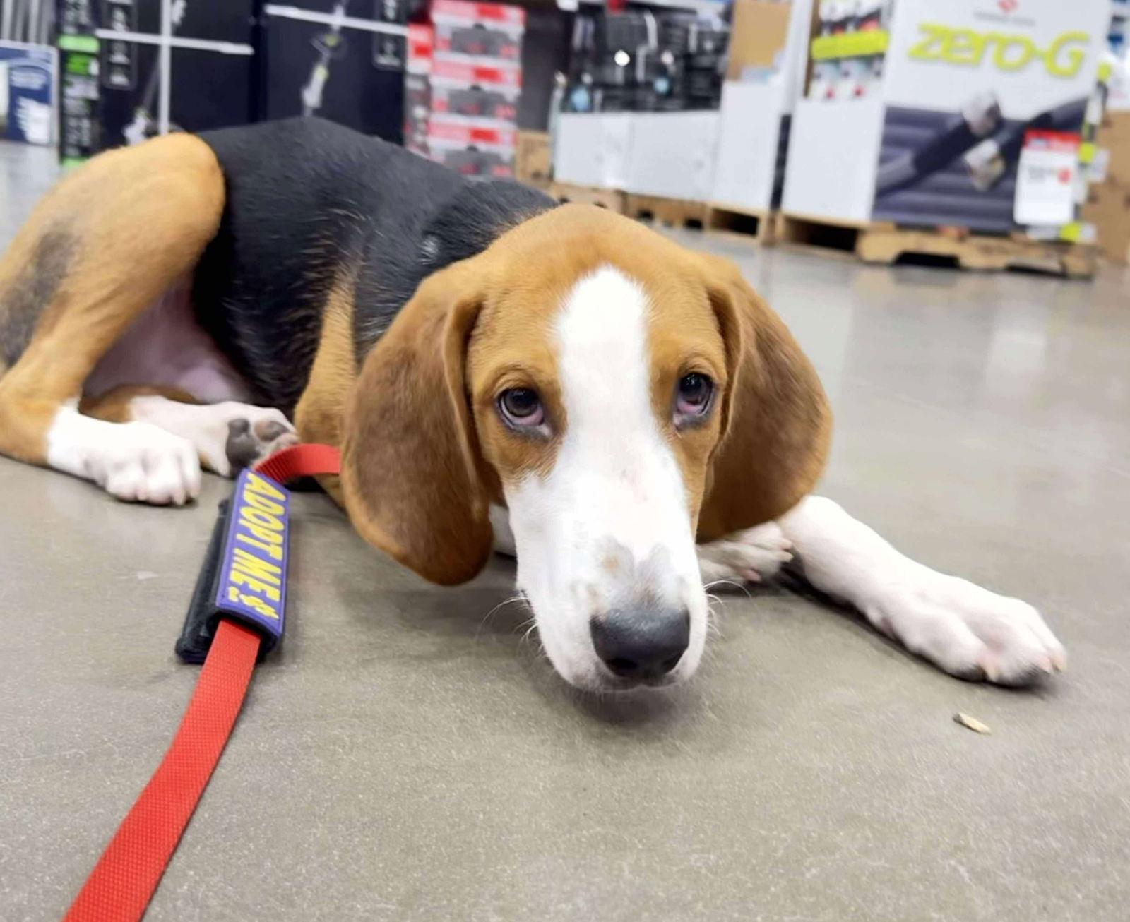 Enlarge Johnny, a Adoptable Hound in Roxboro, NC image 3/3