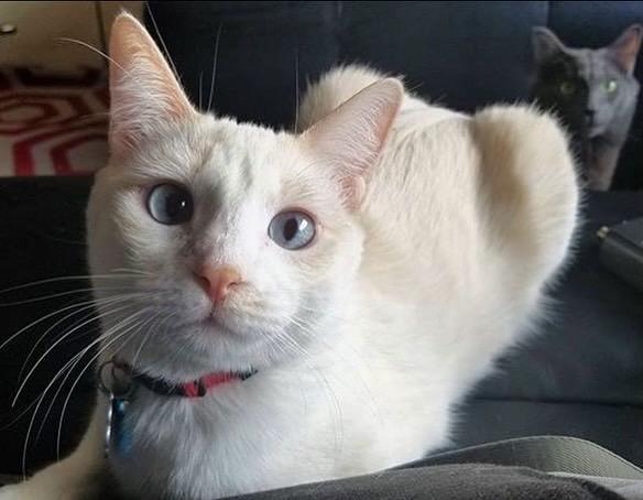 STORM, Adult Female unknown