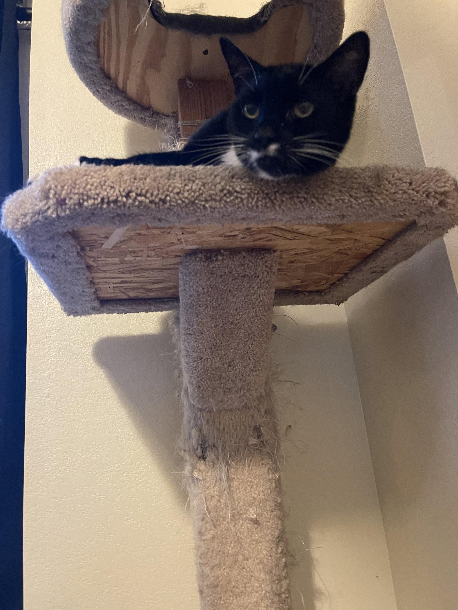 Enlarge GIRL KITTY - Offered by Owner - Senior FIV+, a Adoptable mixed breed in Hillsboro, OR image 2/3