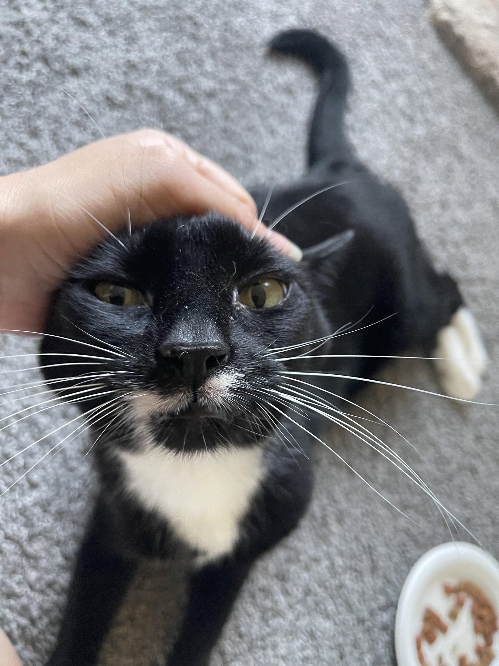Enlarge GIRL KITTY - Offered by Owner - Senior FIV+, a Adoptable mixed breed in Hillsboro, OR image 3/3