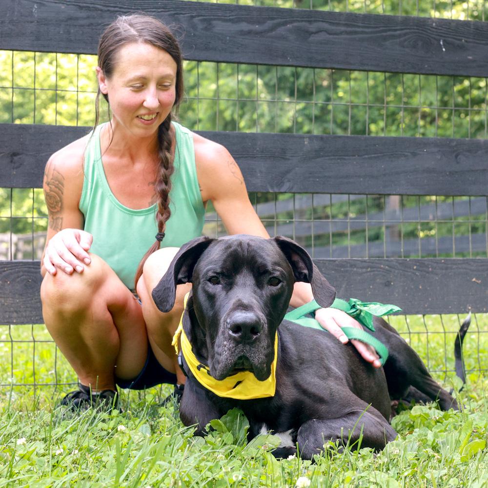 Enlarge Onyx (Male), an adopted Great Dane in West Grove, PA image 5/6