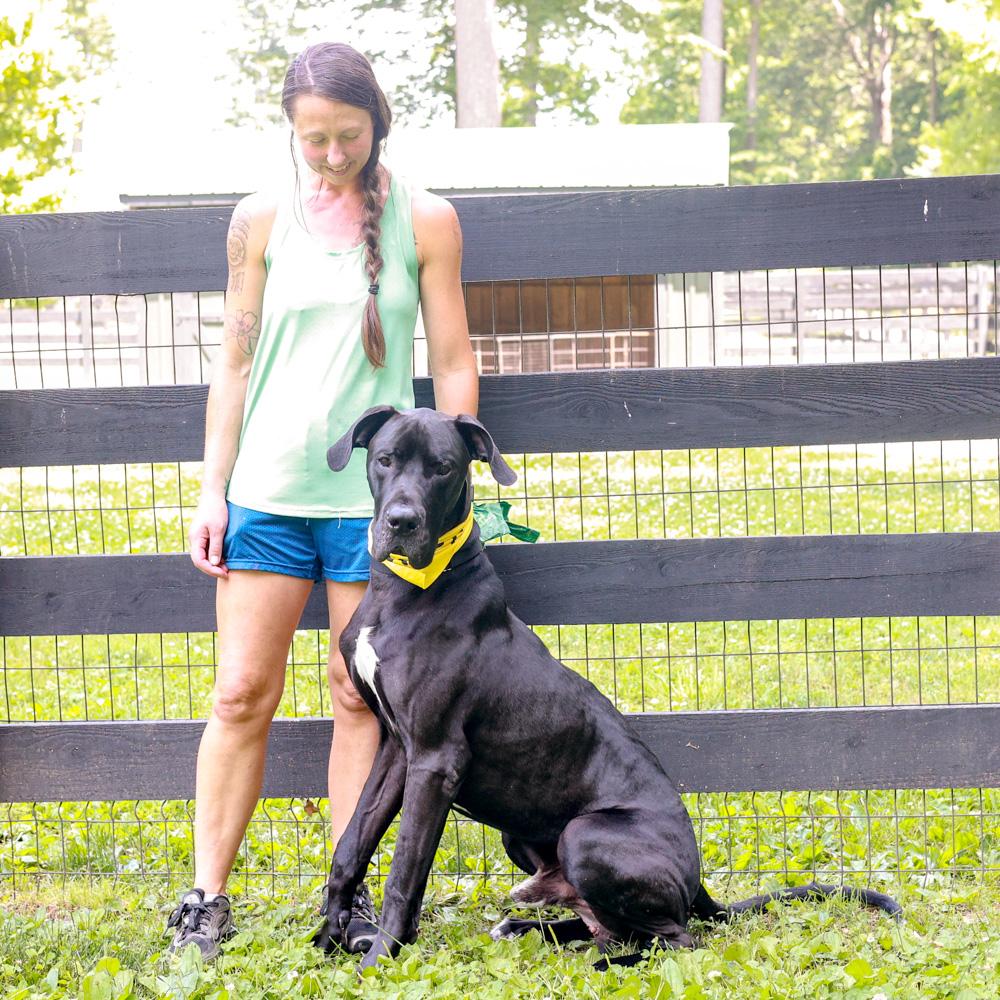 Onyx (Male), adopted, Young Male Great Dane.