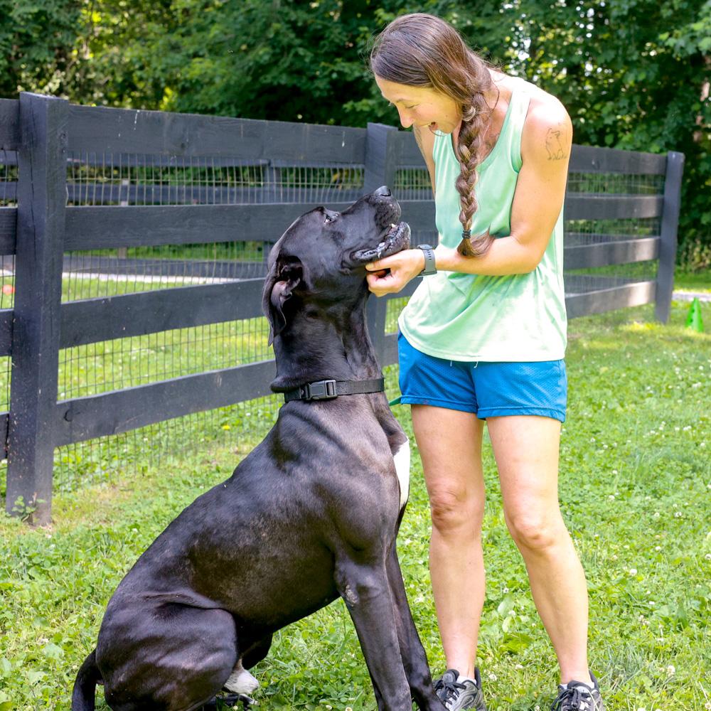 Enlarge Onyx (Male), an adopted Great Dane in West Grove, PA image 6/6