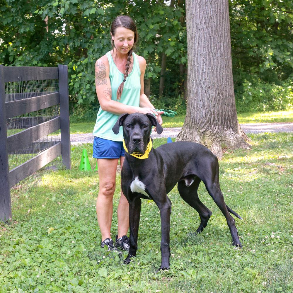 Enlarge Onyx (Male), an adopted Great Dane in West Grove, PA image 3/6