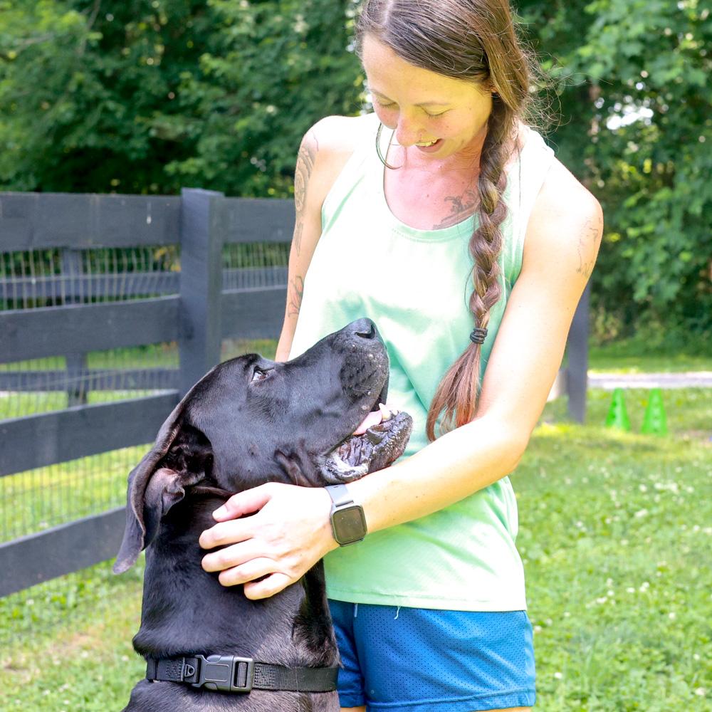 Enlarge Onyx (Male), an adopted Great Dane in West Grove, PA image 4/6