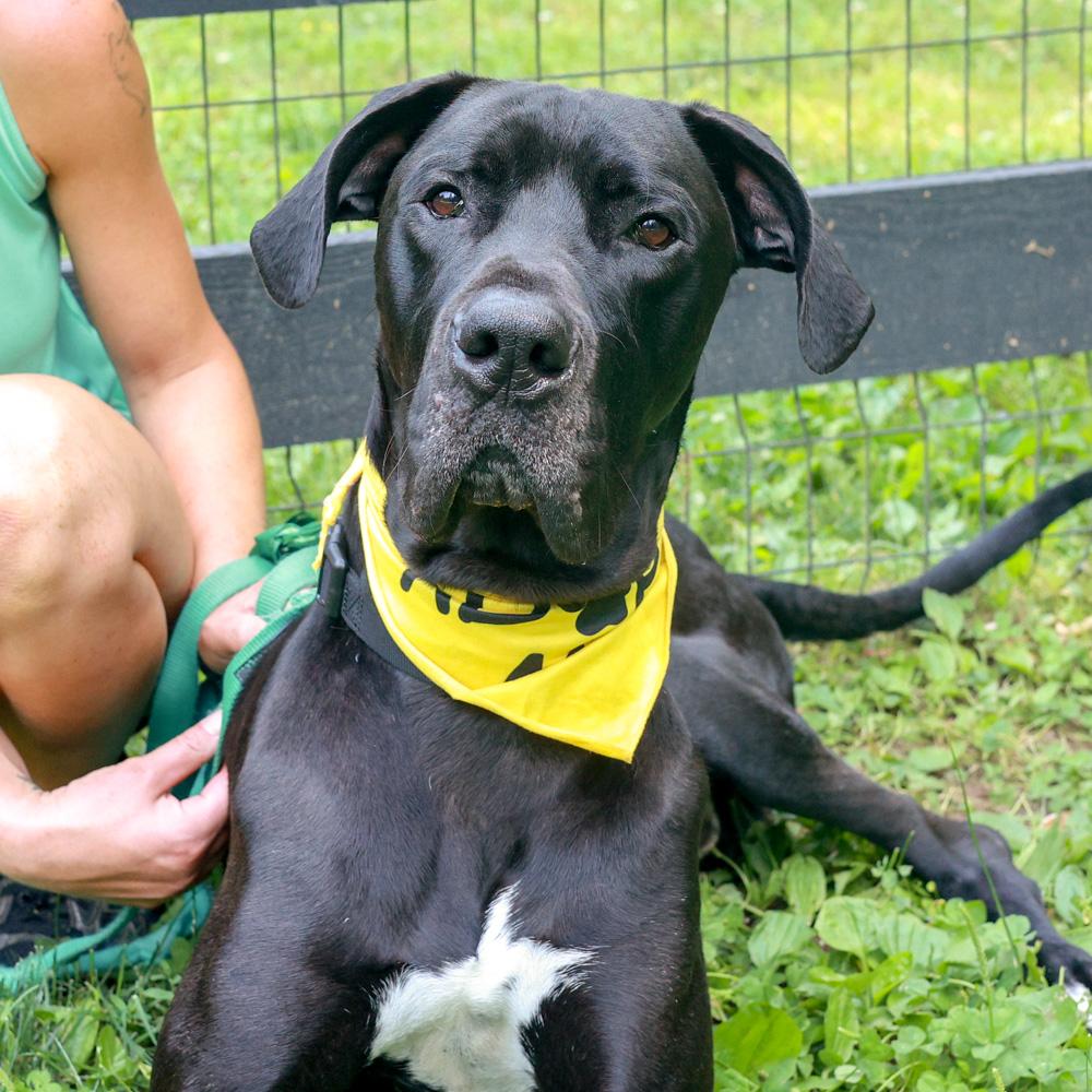 Enlarge Onyx (Male), an adopted Great Dane in West Grove, PA image 2/6