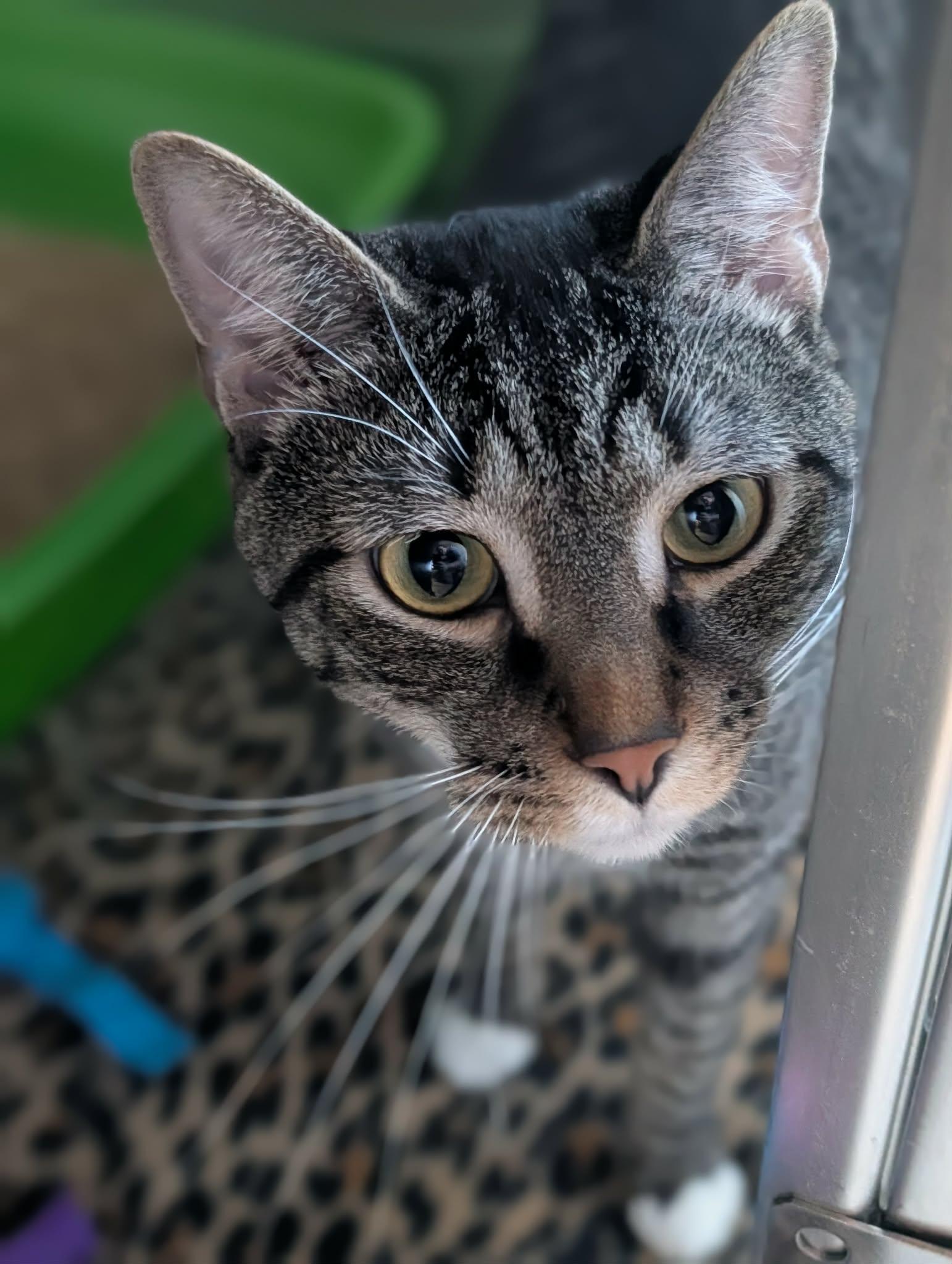 Enlarge Stretch, a ADOPTABLE mixed breed in Chambersburg, PA image 1/1