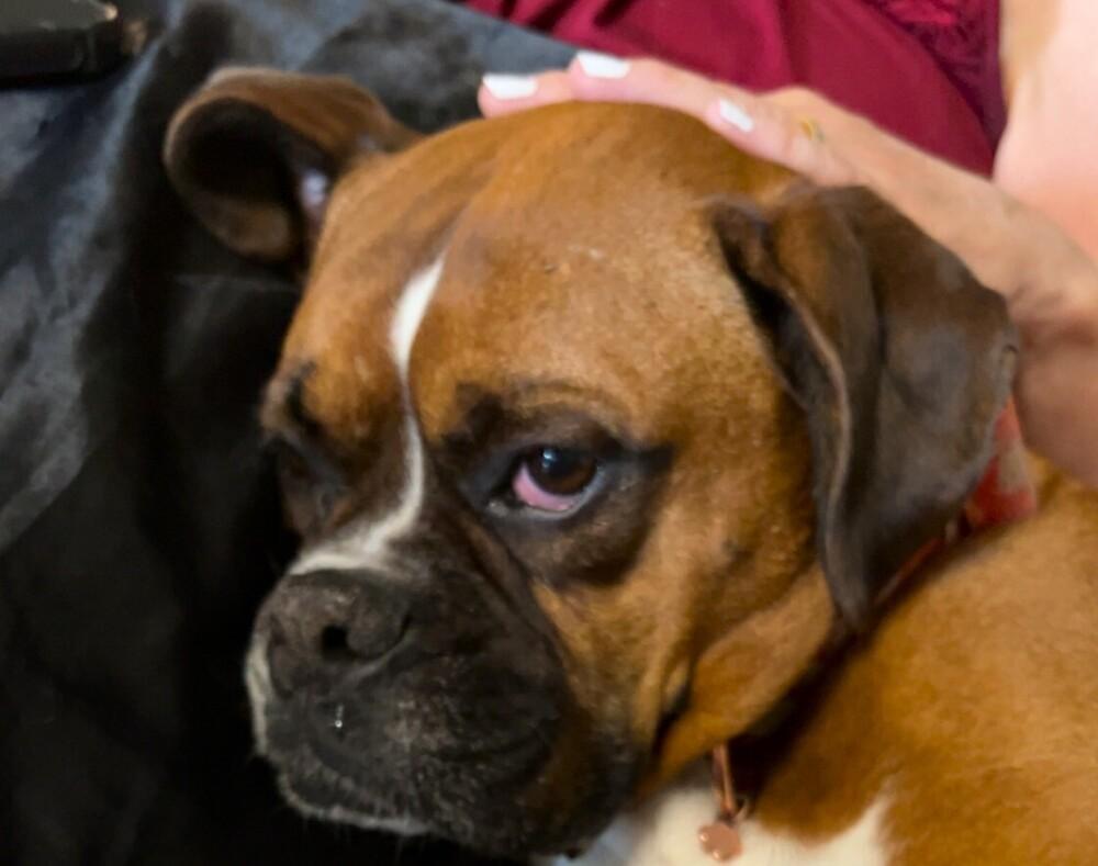 Rosie VII, Adoptable, Senior Female Boxer.