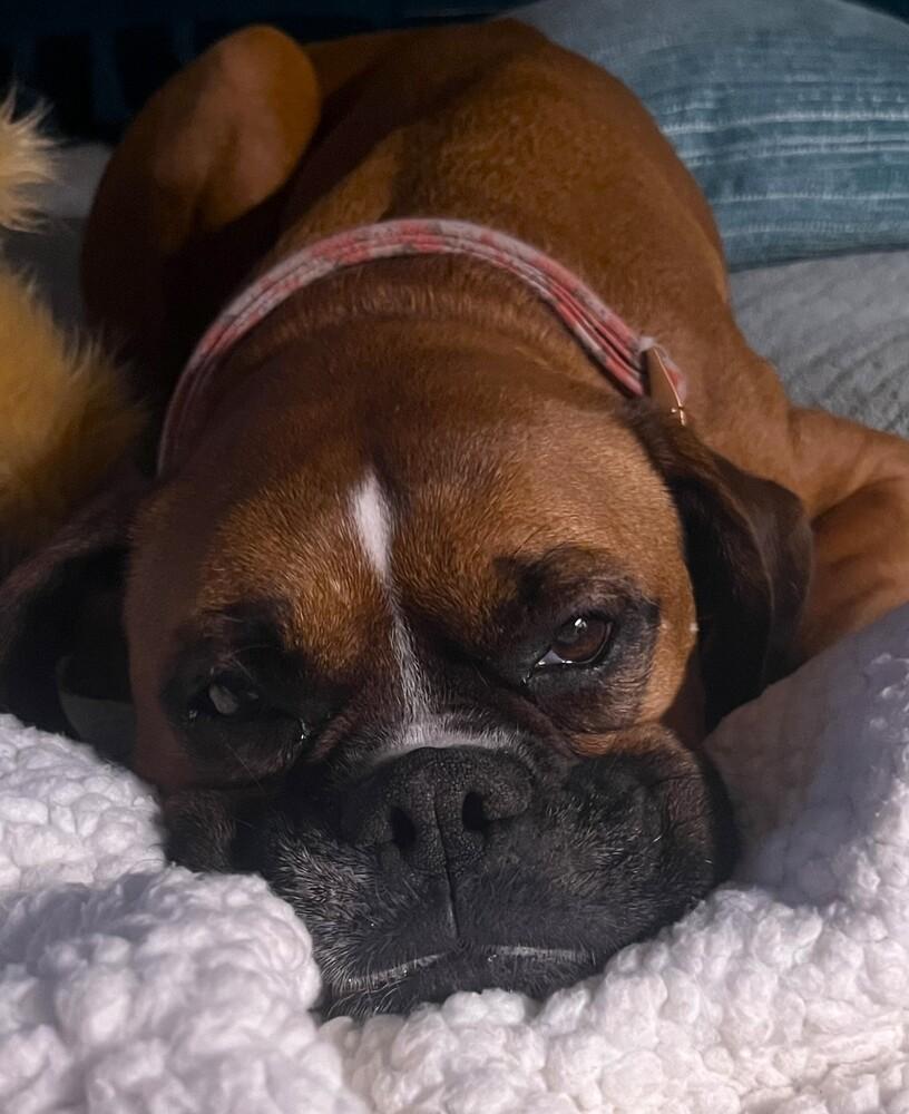 Rosie VII, a Adoptable Boxer in Hewitt, TX image 2/5