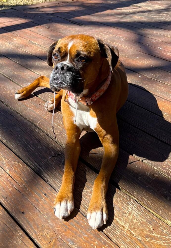 Rosie VII, a Adoptable Boxer in Hewitt, TX image 3/5