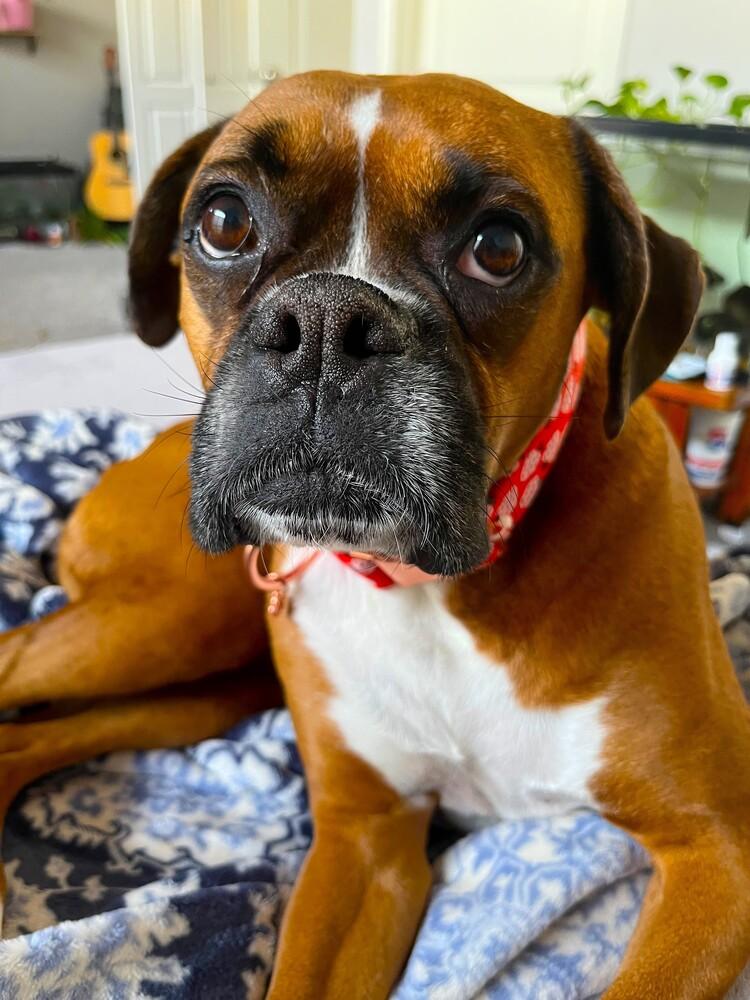 Rosie VII, a Adoptable Boxer in Hewitt, TX image 4/5