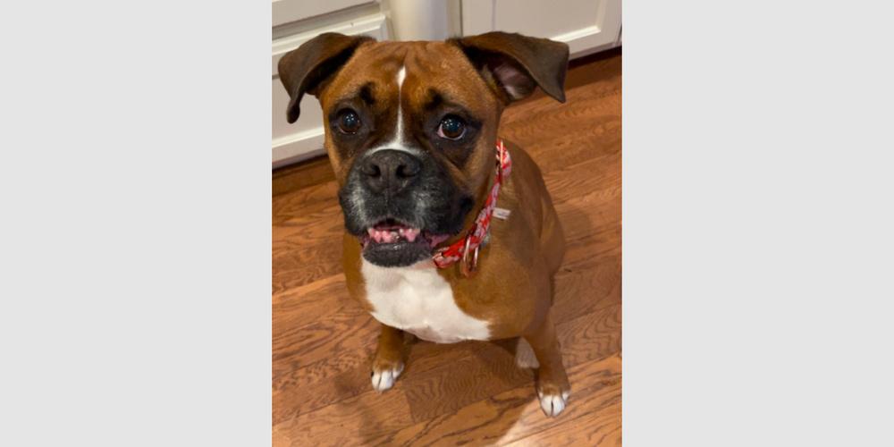 Rosie VII, a Adoptable Boxer in Hewitt, TX image 5/5