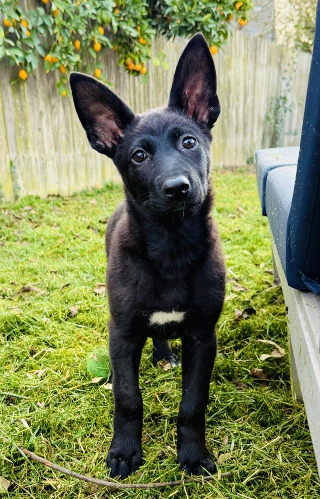 Trinity, Adoptable, Puppy Female German Shepherd Dog.