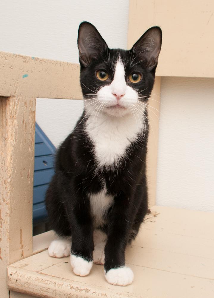 Enlarge GregGreg (gets adopted with Bubba), an adopted Domestic Short Hair in Westminster, CO image 2/4