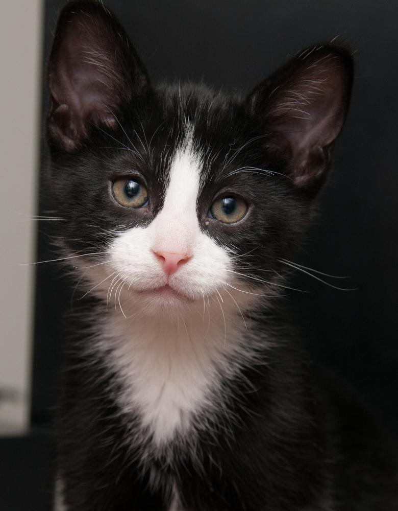 GregGreg (gets adopted with Bubba), Adoptable, Kitten Male Domestic Short Hair.