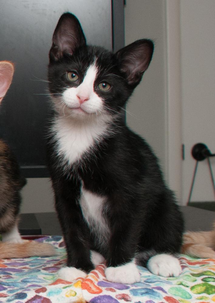 GregGreg (gets adopted with Bubba)