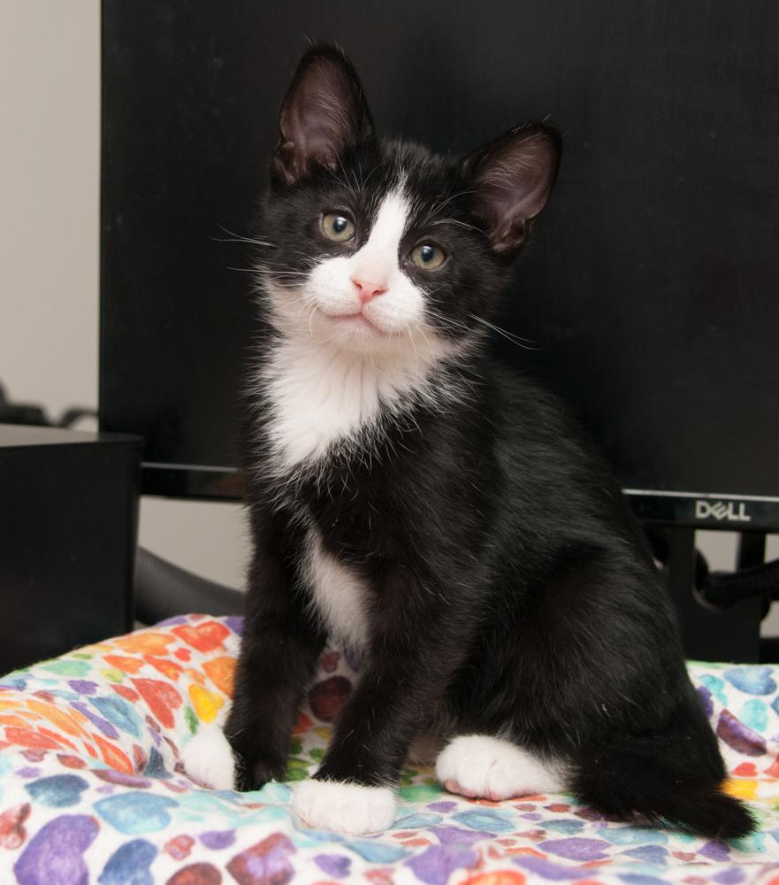 GregGreg (gets adopted with Bubba)